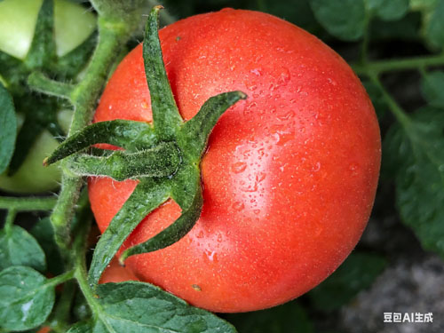 沙瓤番茄